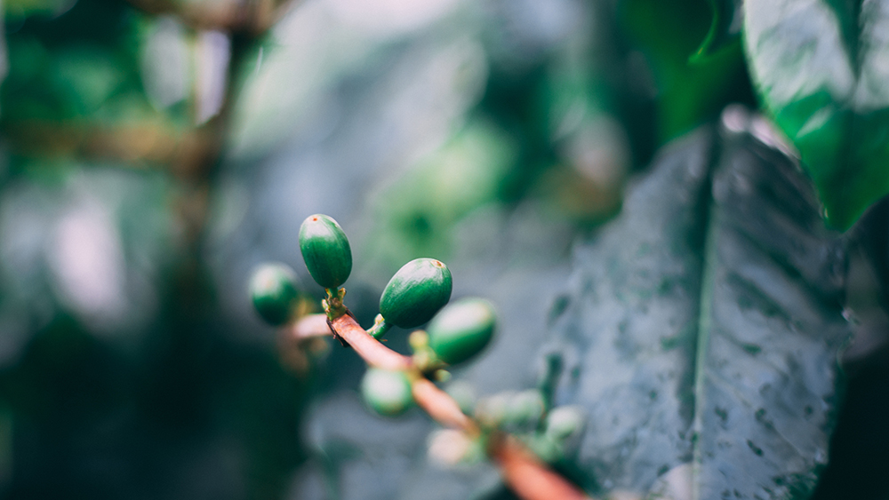 Coffee beans on a farm in Baramundi.